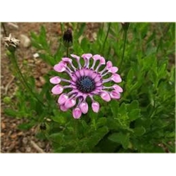 Nasiona Gerbera lila róż 10 szt.10 Nxx222