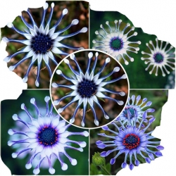 Nasiona Gerbera niebieska szt.10 N223