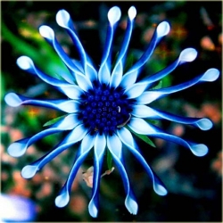 Nasiona Gerbera niebieska szt.10 Nxx223