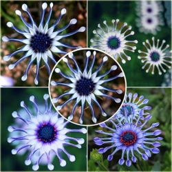 Nasiona Gerbera niebieska szt.10 Nxx223