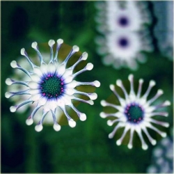 Nasiona Gerbera niebieska szt.10 Nxx223