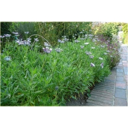 Nasiona Gerbera niebieska szt.10 Nxx223