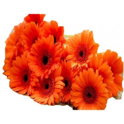 Nasiona Gerbera pomarańczowa szt.10 N484