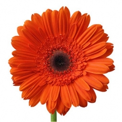Nasiona Gerbera pomarańczowa szt.10 Nxx484