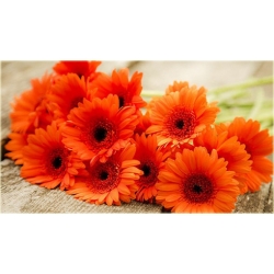 Nasiona Gerbera pomarańczowa szt.10 Nxx484