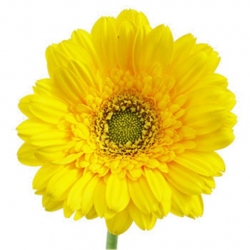 Nasiona Gerbera żółta afrykańska szt.10 N483