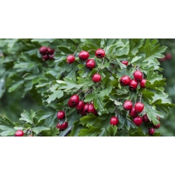 nasiona Głóg jednoszyjkowy Crategus monogyna szt5 Fore192