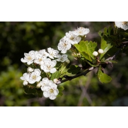 nasiona Głóg jednoszyjkowy Crategus monogyna szt5 Fore192
