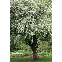 nasiona Głóg jednoszyjkowy Crategus monogyna szt5 Fore192