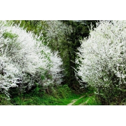 nasiona Głóg jednoszyjkowy Crategus monogyna szt5 Fore192