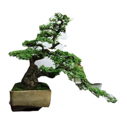 Nasiona Głóg na bonsai szt.5 N259