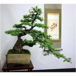 Nasiona Głóg na bonsai szt.5 Nxx259