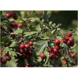 Nasiona Głóg na bonsai szt.5 Nxx259