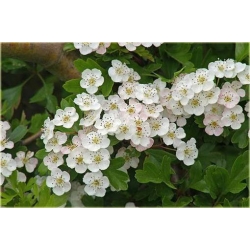 Nasiona Głóg na bonsai szt.5 Nxx259