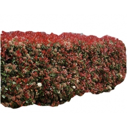 Nasiona Głogownik Frasera Red szt.5 N124