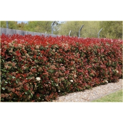 Nasiona Głogownik Frasera szt.5 Nxx124