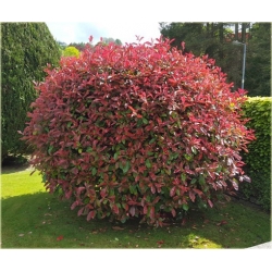 Nasiona Głogownik Frasera szt.5 Nxx124