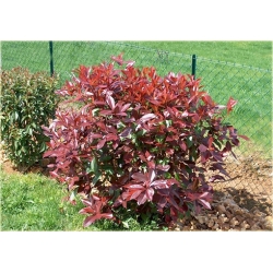 Nasiona Głogownik Frasera szt.5 Nxx124