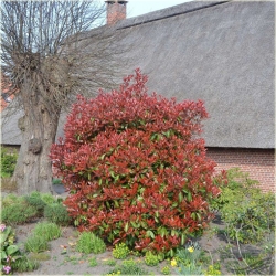 Nasiona Głogownik Frasera szt.5 Nxx124