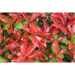 Nasiona Głogownik Frasera szt.5 Nxx124