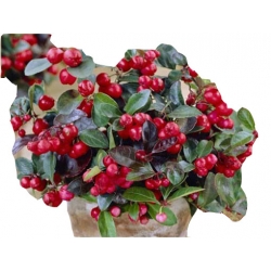 Nasiona Golteria szt.5 N406