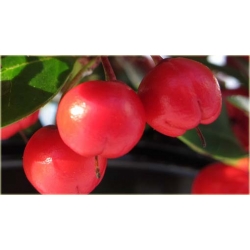 Nasiona Golteria szt.5 Nxx406