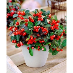 Nasiona Golteria szt.5 Nxx406