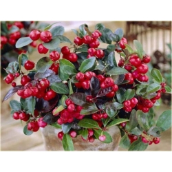 Nasiona Golteria szt.5 Nxx406