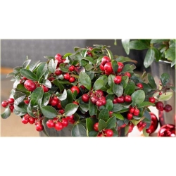 Nasiona Golteria szt.5 Nxx406