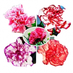 Nasiona Goździk ogrodowy biało-czerwony szt.5 N539