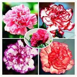 Nasiona Goździk ogrodowy b-cz szt.5 Nxx539