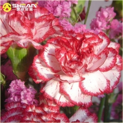 Nasiona Goździk ogrodowy b-cz szt.5 Nxx539