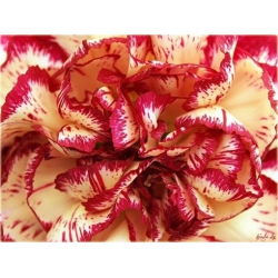 Nasiona Goździk ogrodowy b-cz szt.5 Nxx539