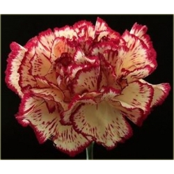 Nasiona Goździk ogrodowy b-cz szt.5 Nxx539