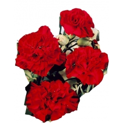 Nasiona Goździk ogrodowy czerwony szt.5 N471