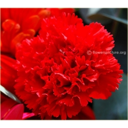 Nasiona Goździk ogrodowy czerwony  szt.5 Nxx471