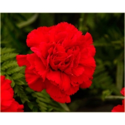 Nasiona Goździk ogrodowy czerwony  szt.5 Nxx471