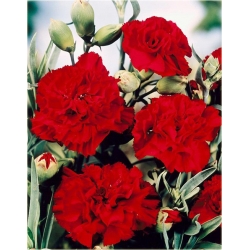 Nasiona Goździk ogrodowy czerwony  szt.5 Nxx471