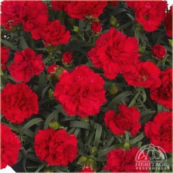 Nasiona Goździk ogrodowy czerwony  szt.5 Nxx471