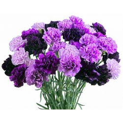 Nasiona Goździk ogrodowy fioletowy szt.5 N542