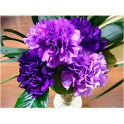 Nasiona Goździk ogrodowy fioletowy szt.5 Nxx542