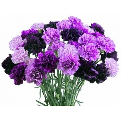 Nasiona Goździk ogrodowy fioletowy szt.5 Nxx542