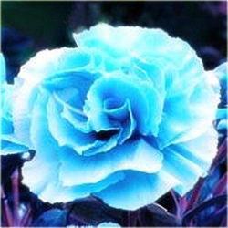 Nasiona Goździk ogrodowy niebieski szt.5 Nxx538