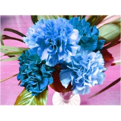 Nasiona Goździk ogrodowy niebieski szt.5 Nxx538