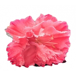 Nasiona Goździk ogrodowy różowy 5 szt. N541