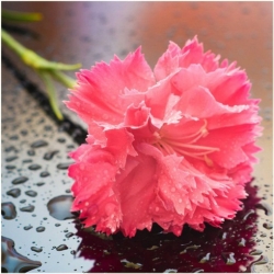 Nasiona Goździk ogrodowy różowy 5 szt. Nxx541