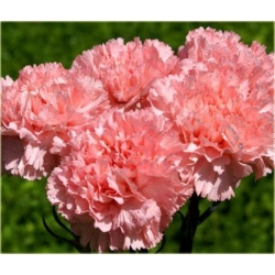 Nasiona Goździk ogrodowy różowy 5 szt. Nxx541