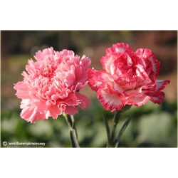 Nasiona Goździk ogrodowy różowy 5 szt. Nxx541