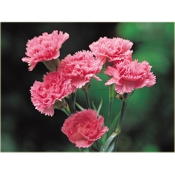 Nasiona Goździk ogrodowy różowy 5 szt. Nxx541