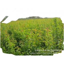 Nasiona Granat właściwy szt.5 N25